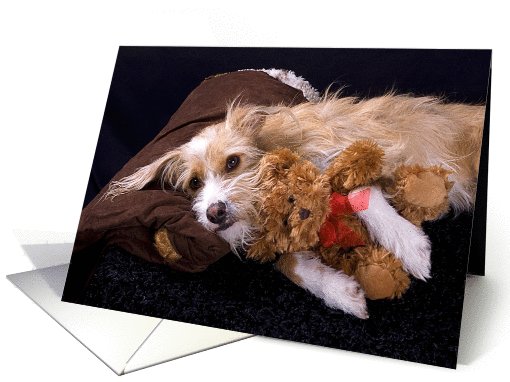 Get Well Card featuring a Terrier Mix with Teddy Bear card (784257)