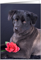 All Occasion Greeting Card featuring a Chow Mix with a Rose card
