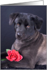 All Occasion Greeting Card featuring a Chow Mix with a Rose card