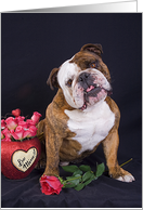 I love you - featuring an English Bulldog with roses card