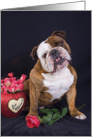 I love you - featuring an English Bulldog with roses card