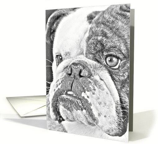 All Occasion Greeting Card featuring an English Bulldog... (784263)