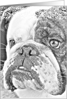 All Occasion Greeting Card featuring an English Bulldog digitial sketch card