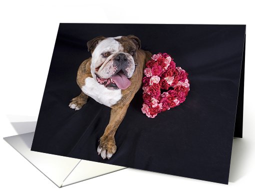 All Occasion Greeting Card featuring an English Bulldog... (784264)