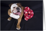 All Occasion Greeting Card featuring an English Bulldog with roses card