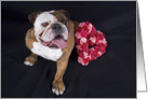 All Occasion Greeting Card featuring an English Bulldog with roses card