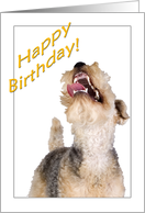 Lakeland Terrier - Happy Birthday greetings card