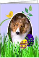 Easter Card featuring a sable Shetland Sheepdog puppy card