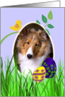 Easter Card featuring a sable Shetland Sheepdog puppy card