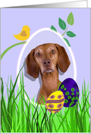 Easter Card featuring a Vizsla card