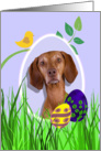 Easter Card featuring a Vizsla card