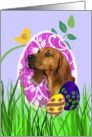 Easter Card featuring a Redbone Coonhound card