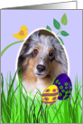 Easter Card featuring a blue merle Shetland Sheepdog card