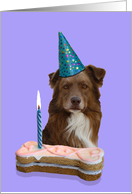 Birthday Card featuring a red Australian Shepherd card