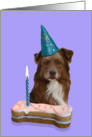 Birthday Card featuring a red Australian Shepherd card