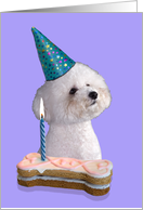 Bichon Frise Birthday Cards From Greeting Card Universe