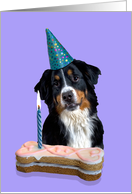 Birthday Card featuring a Bernese Mountain Dog card