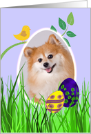 Easter Card featuring a Pomeranian card