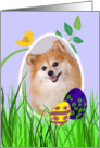 Easter Card featuring a Pomeranian card