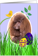 Easter Card featuring a Standard Poodle card