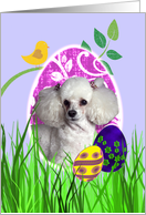 Easter Card featuring a Toy Poodle card