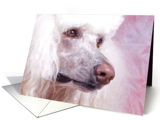 All Occasion Card featuring a Standard Poodle card (785000)