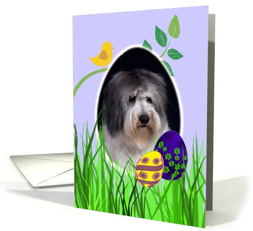 Easter Card featuring a Polish Lowland Sheepdog card (785982)