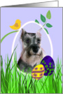 Easter Card featuring a Miniature Schnauzer card