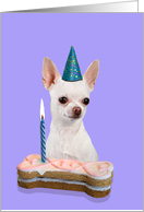 Birthday Card featuring a white Chihuahua card
