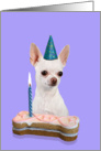 Birthday Card featuring a white Chihuahua card