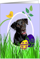 Easter Card featuring a black Labrador Retriever card