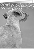 Pet Loss Sympathy Card featuring a Border Terrier card
