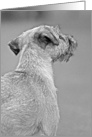 Pet Loss Sympathy Card featuring a Border Terrier card