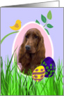 Easter Card featuring an Irish Setter card