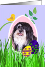 Easter Card featuring a Havanese card