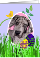 Easter Card featuring a Great Dane puppy card