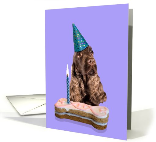 Birthday Card featuring an English Cocker Spaniel card (789713)