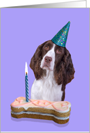 Birthday Card featuring a liver/white English Springer Spaniel card