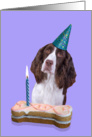 Birthday Card featuring a liver/white English Springer Spaniel card