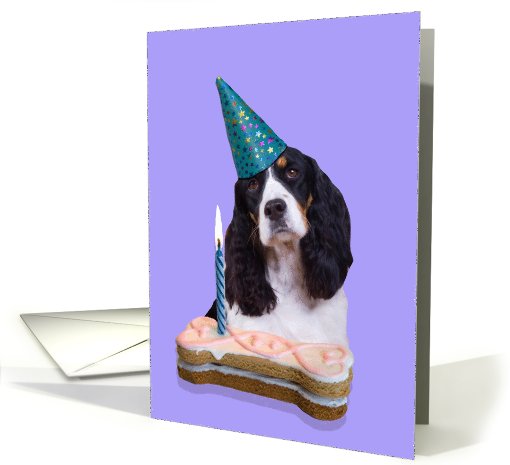 Birthday Card featuring a black/white tri English Springer... (789726)