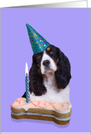 Birthday Card featuring a black/white tri English Springer Spaniel card