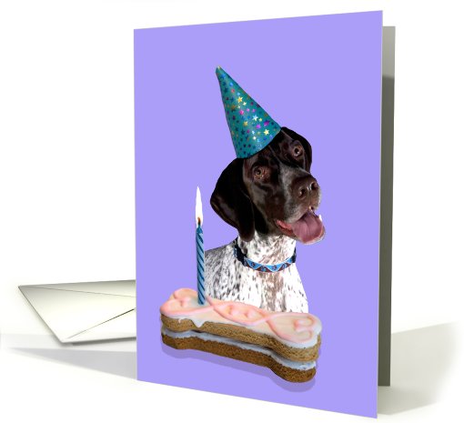 Birthday Card featuring a German Shorthaired Pointer card (791902)