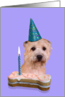 Birthday Card featuring a Glen of Imaal Terrier card
