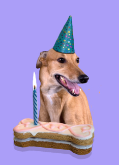 Birthday Card featuring a Greyhound