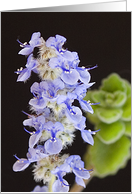 All Occasion Greeting card featuring a purple-blue flower card