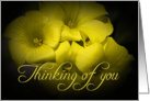 Thinking of You card featuring yellow Oxalis flowers card