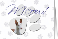 April Fool’s Day Greeting - featuring an Ibizan Hound card