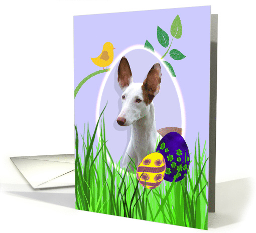 Easter Card featuring an Ibizan Hound card (793637)