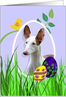Easter Card featuring an Ibizan Hound card