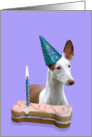 Birthday Card featuring an Ibizan Hound card